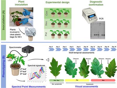 Enhancing host-pathogen phenotyping dynamics: early detection of tomato bacterial diseases using hyperspectral point measurement and predictive modeling